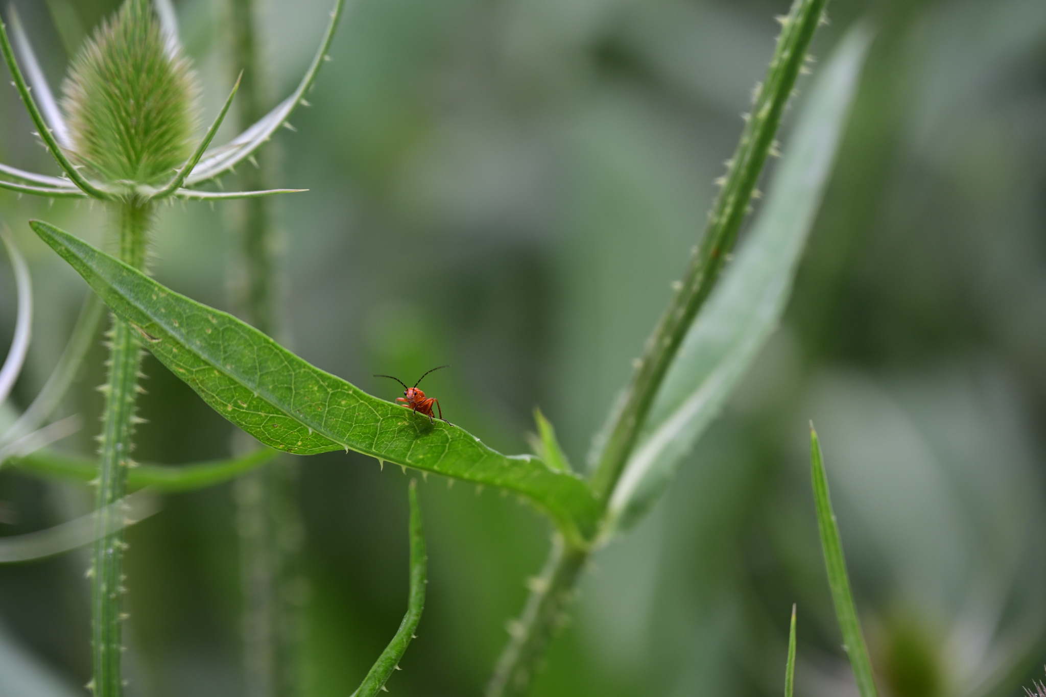carousel image 11